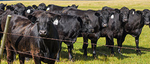 Herd of cows behind a fence.