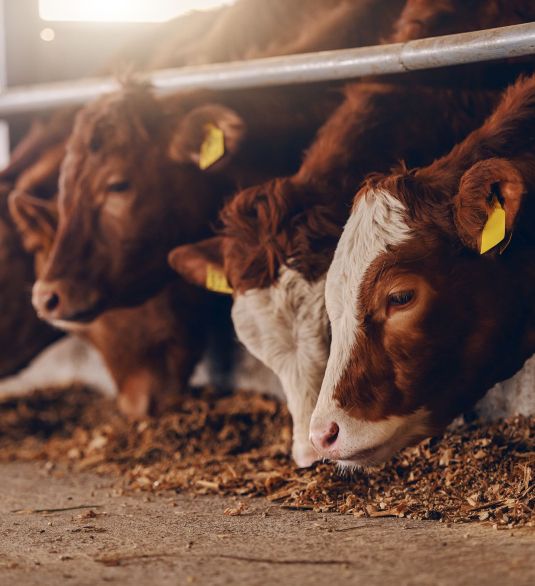 Cattle eating feed