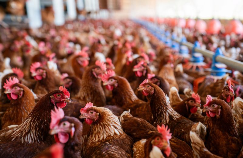 chickens inside chicken houses