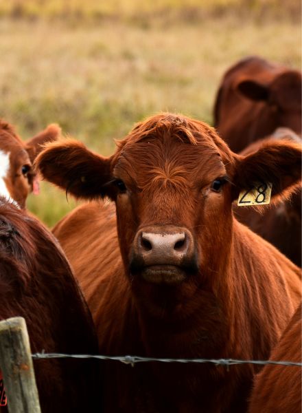 Ag loans - cow