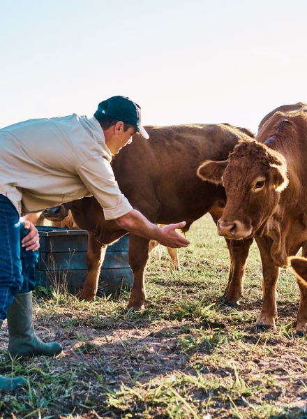 Farmer feeding cattle