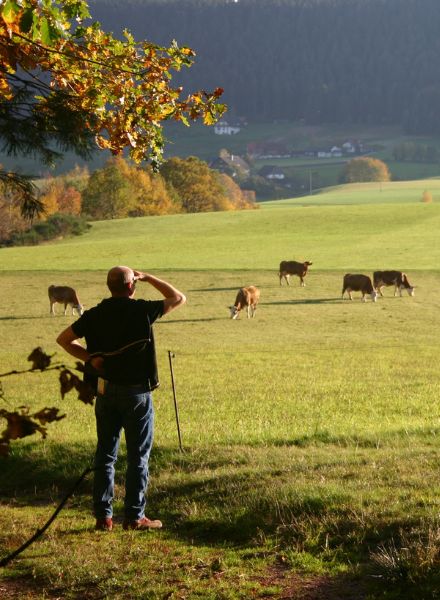 Farmer looking in awe at land and herd of cattle