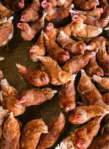 aerial shot of chickens