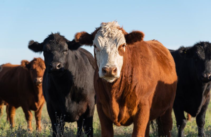Agriculture Website