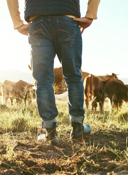 man admiring herd of cattle