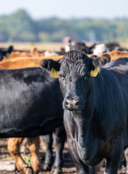 herd of cattle
