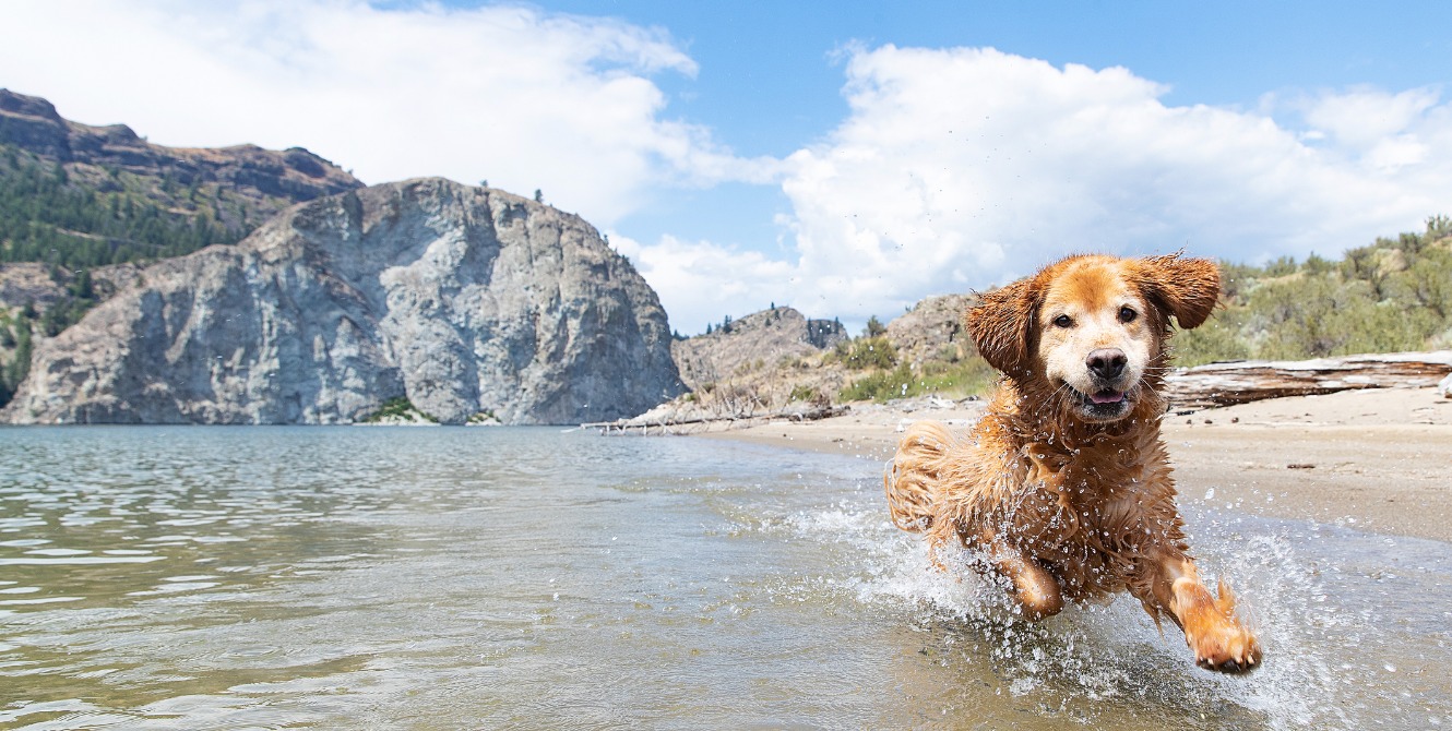 happy golden retriever playing in a lake