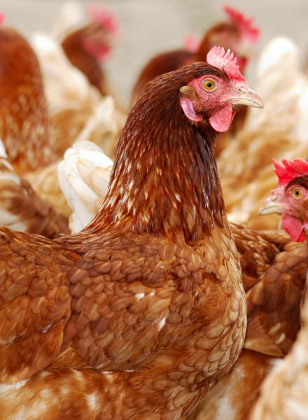 chickens