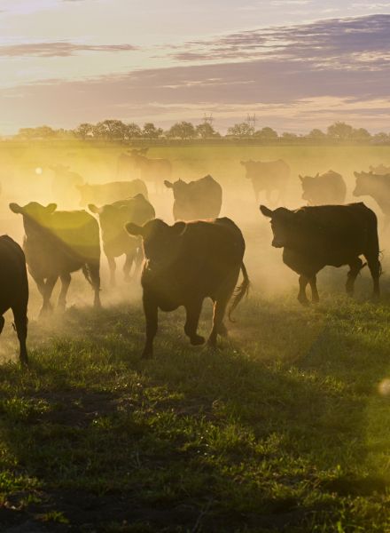 cattle in the morning