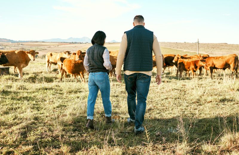 husband and wife working cattle on farm