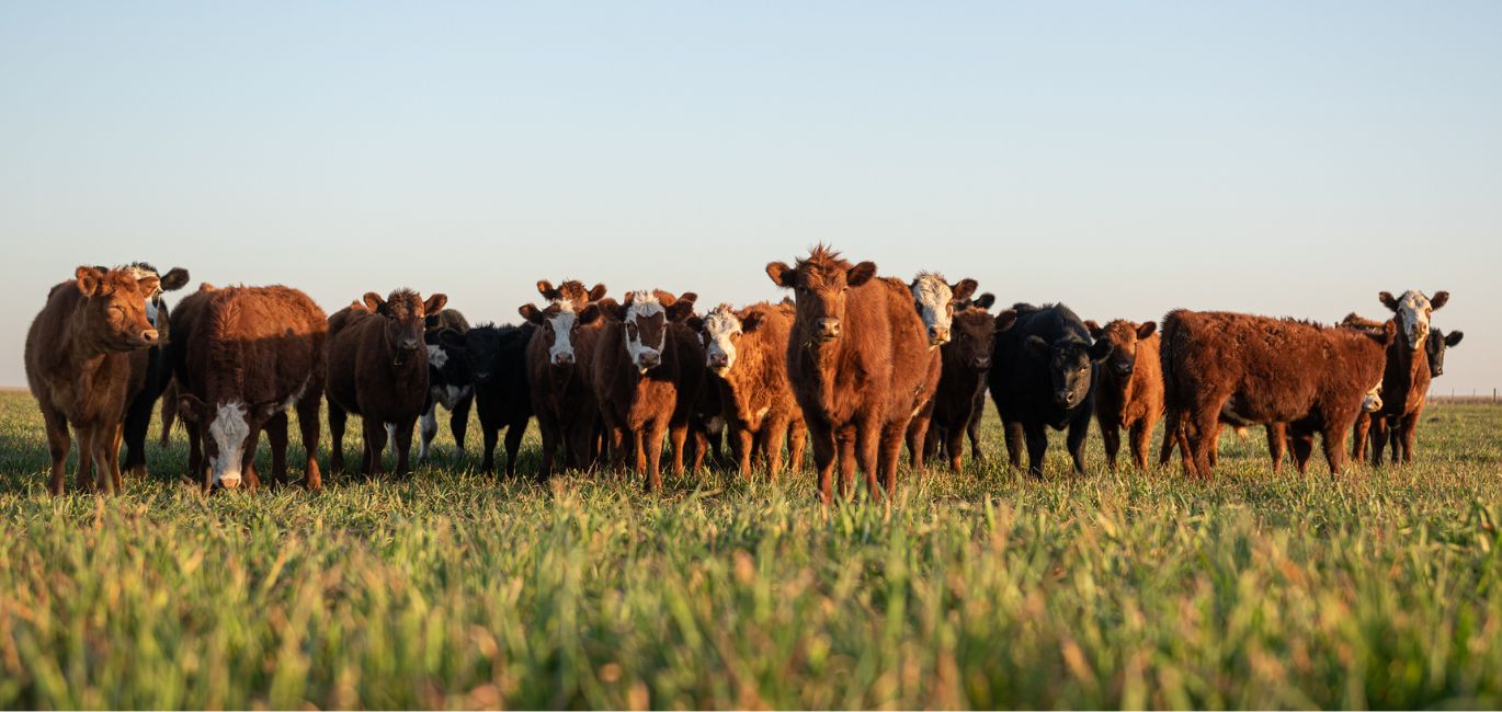 cattle in field